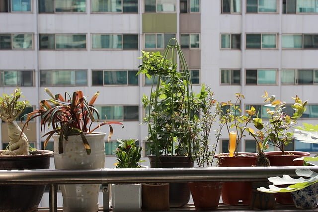 Jardim no Apartamento: Como Montar Seu Cantinho Verde