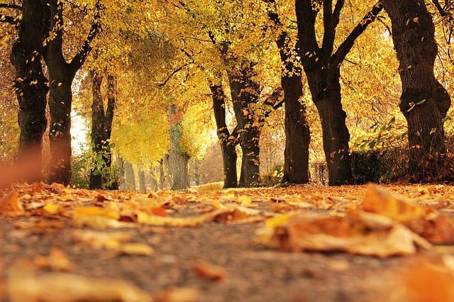 10 Cuidados para Proteger seu Sistema Respiratório no Outono